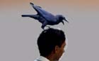 Engineer kills self as crow sat on his head